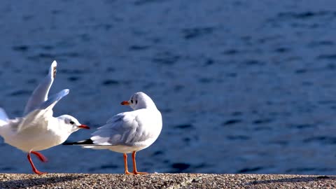 White pigeons on the beach