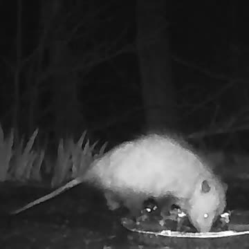 EA S85 - Determined Opossum