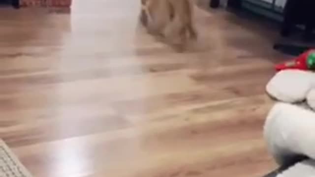 Cats funny videoβ€οΈππ―ππβ€οΈπ―π―