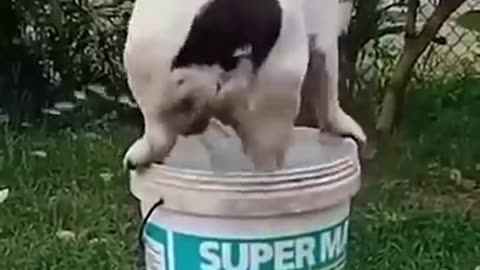 Funny Animals 2024