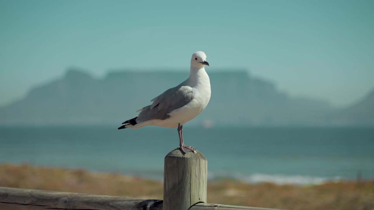 A beatiful peagon is sitting on piller