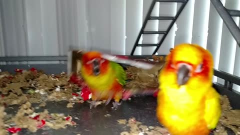 Our bird Kiwi guarding his box