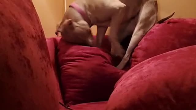 Goofy dog displays her daily ritual of getting comfortable