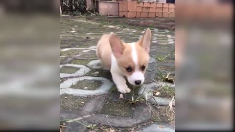 Funny and Cute Baby Dog