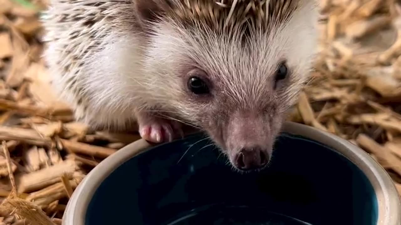 We hope you enjoy this video of Alfie munching on his crunchy beetle larva breakfast 😋