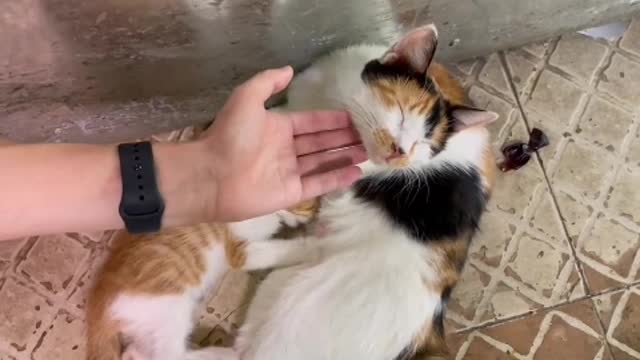 kitten finds sly mouse