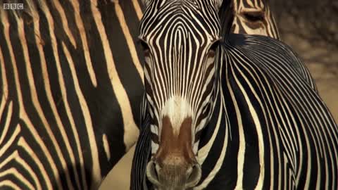 Epic Zebra Fight For Mate | Africa | BBC Earth