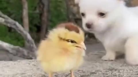 cute Baby Dog and Cute bird