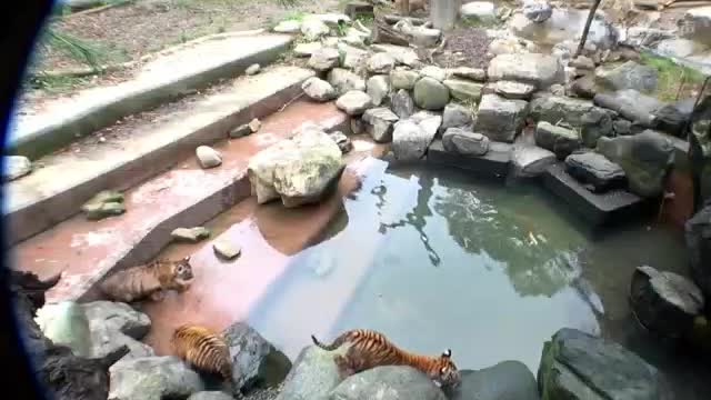 tiger playing in water