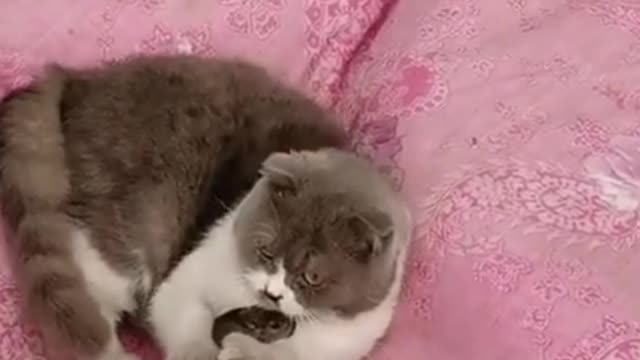 My Cute Cat is Playing With a Rat | Funny Animals | Funny Cats Videos