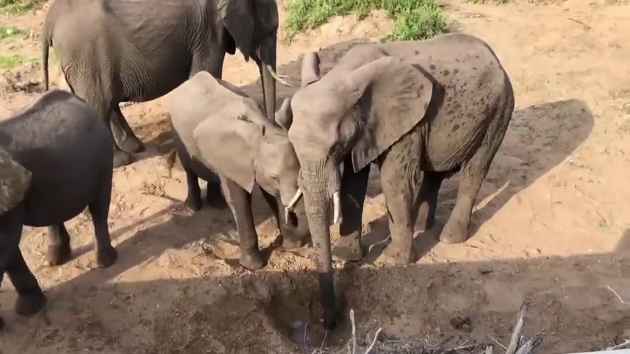 African Elephants Have A Hierarchy Lesson In The Wild