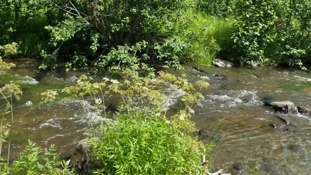 Little Colorado River in Greer Arizona