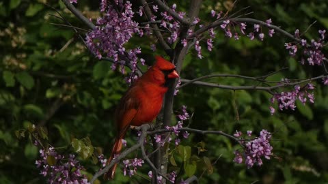 Beautiful Cardinal Perched in Tree Video