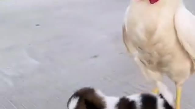 Funny Animal Videos - Awesome Funny Pet Animals | Cute Animals