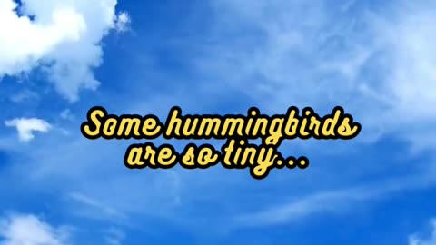 Animal Facts Tiny Hummingbirds #shorts