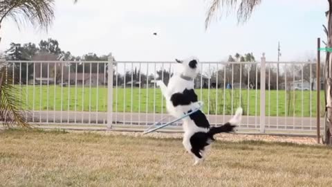 BEST SMART DOGS VIDEOS 2022 COMPILATION