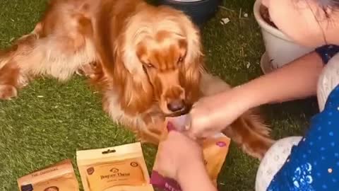 Buy Best Dog Training Treats in India