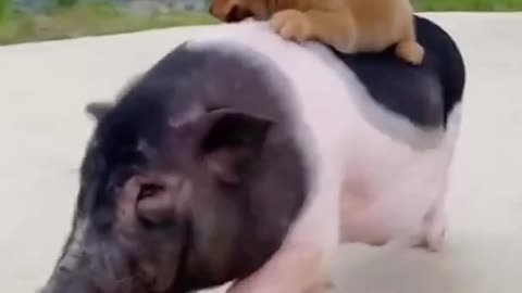 cute nice pig with dog