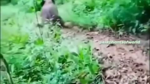 😂 Funny Animal videos 😂