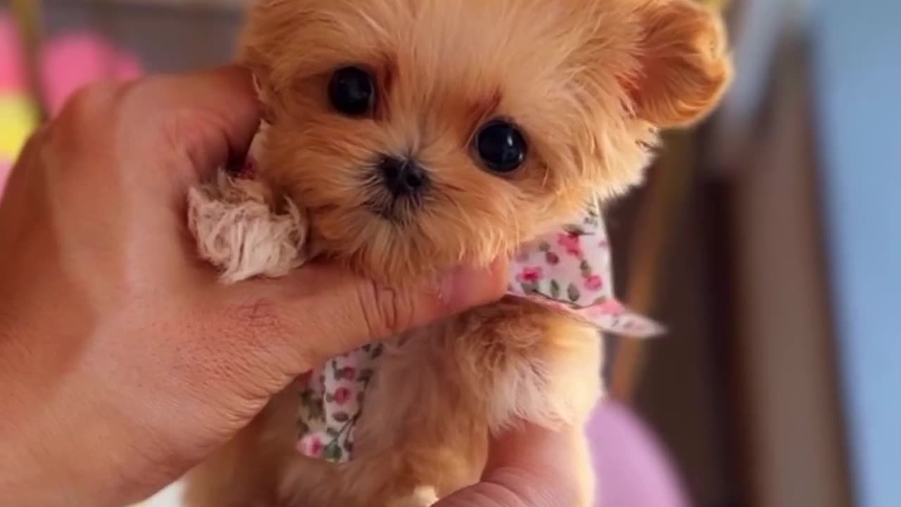 Baby dog#cute puppy barking#4kviral#shorts #shorts