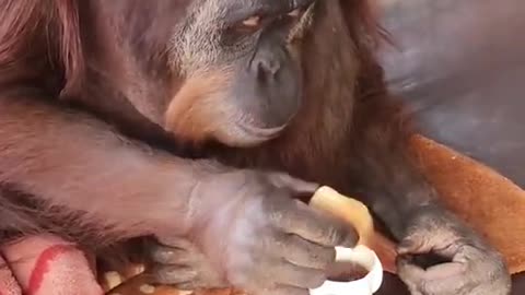 such a big monkey