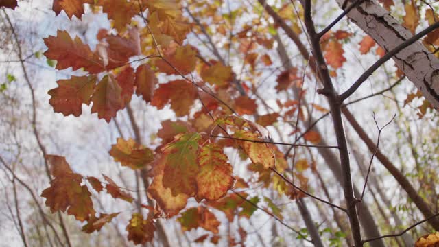 BEAUTIFUL AUTUMN LEAVES