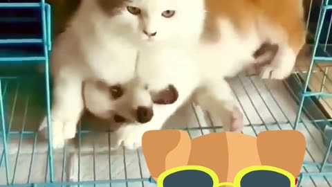 funny cat and dogs 🎥 72 #short #funnycatanddogs