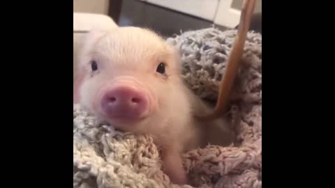 baby pig