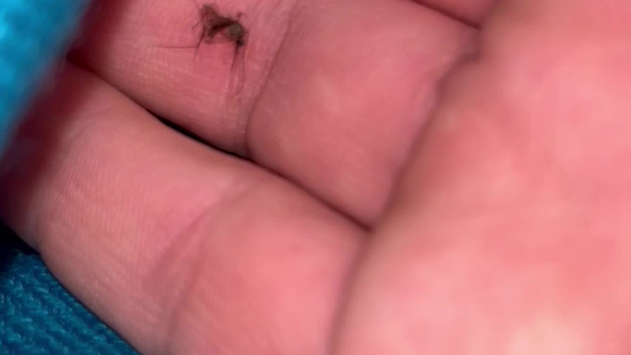 Winter mosquitoes in Indiana