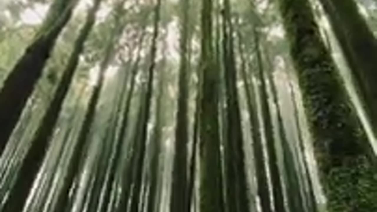Travel Video:Earn by only spin link in Discription