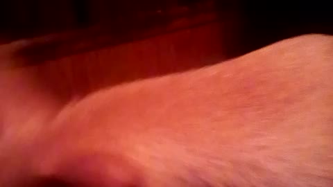 My dogs and I