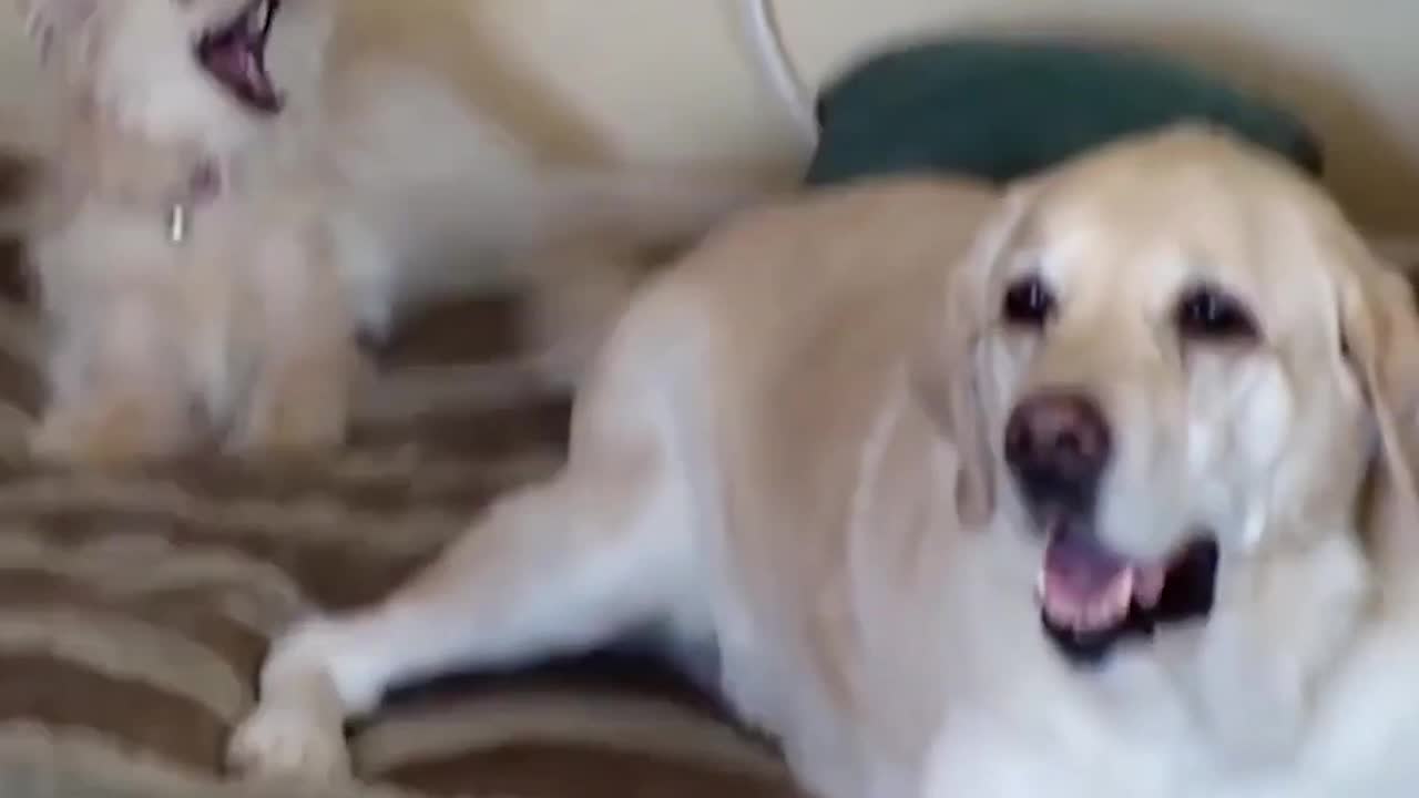 Funny DOGS ! #PART 4!