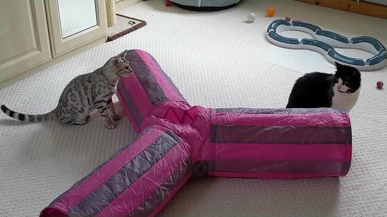 Introducing Our New Bengal Kittens To Our Adult Cats