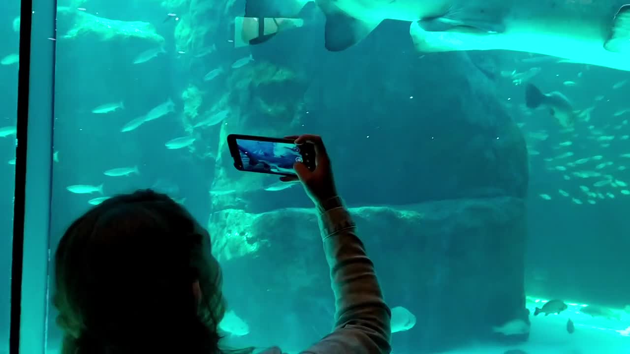 Women walking in the sea and shark