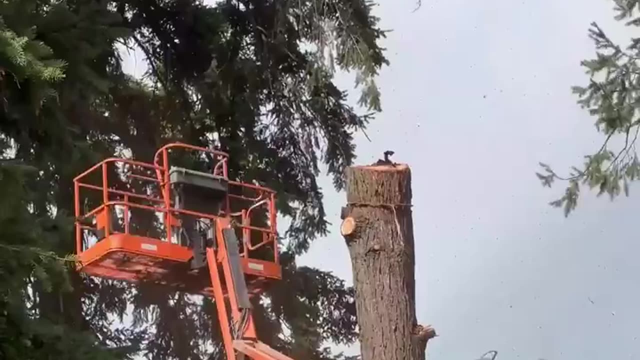 Novice Tree Trimmer