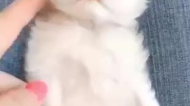 funny cat