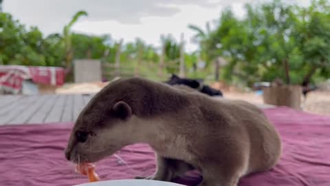 Otter Eats Salmon#BEST VIDEO🦔🦔🦔🦔🦔🦔🍄🍄🍄🍄🍄🍄