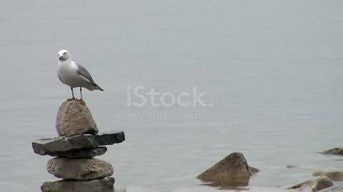 A seagull standing on the rocks in the sea and staring around