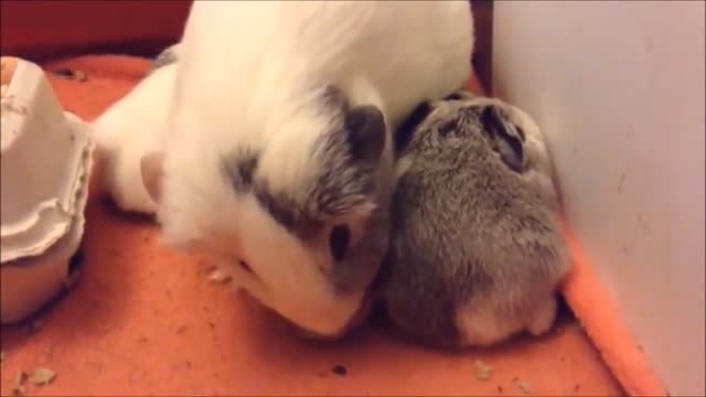 Baby Guinea Pigs Popcorning - CUTEST Compilation Video