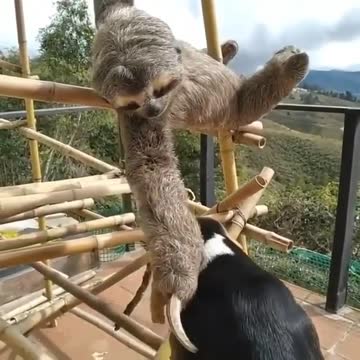 Sloth comforts dog