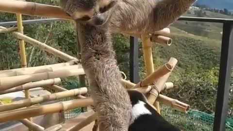 Sloth comforts dog