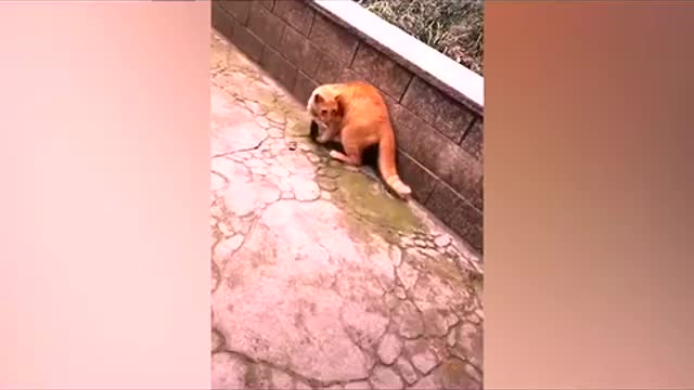 Fanny Animals.