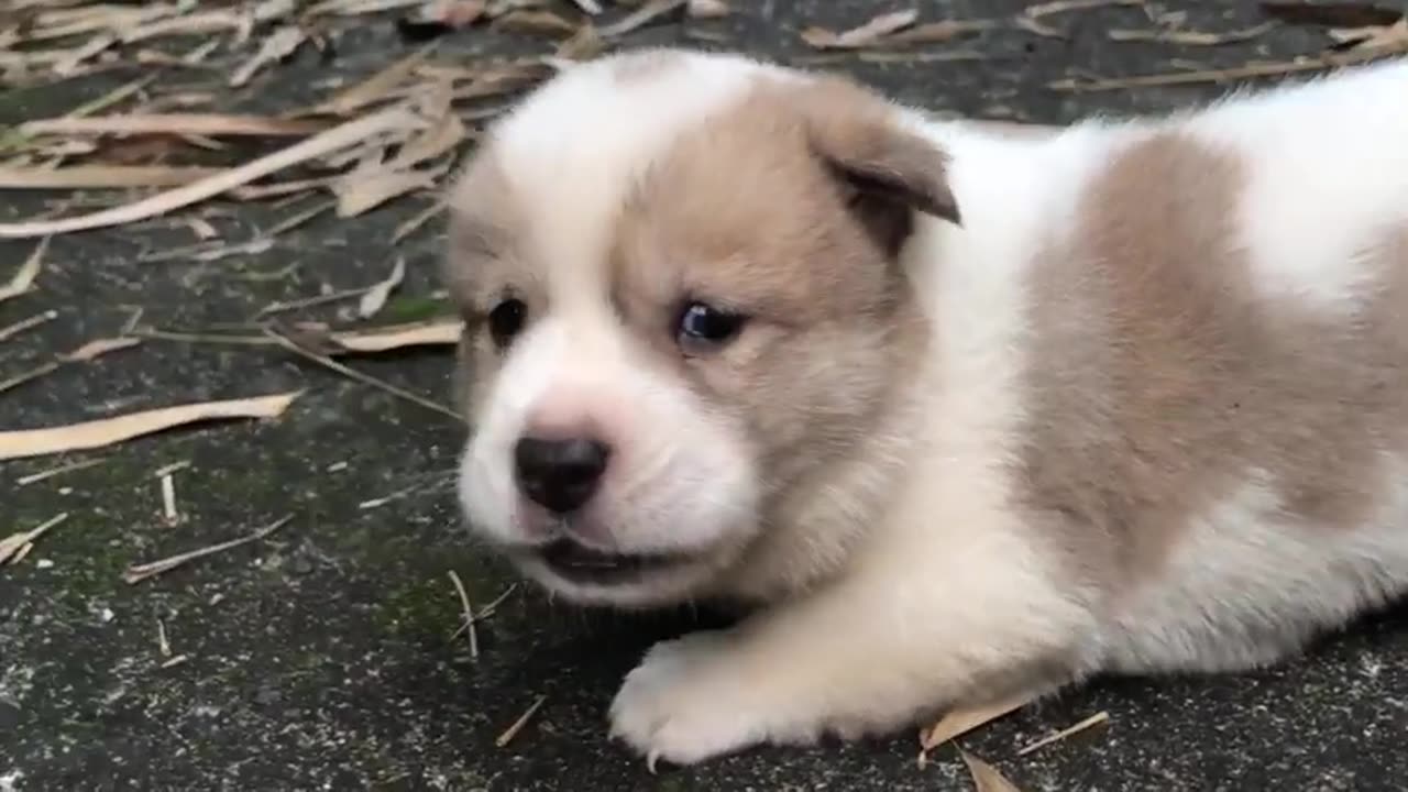 Puppy crying sound / 3-week-old puppy calls mom after being adopted