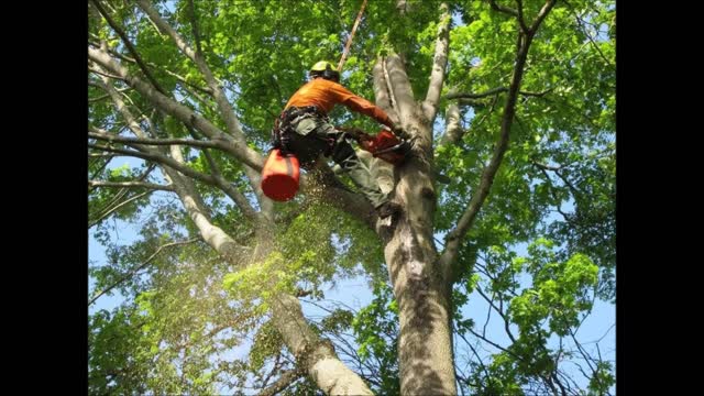 Green Arbor Tree Care - (669) 280-6308