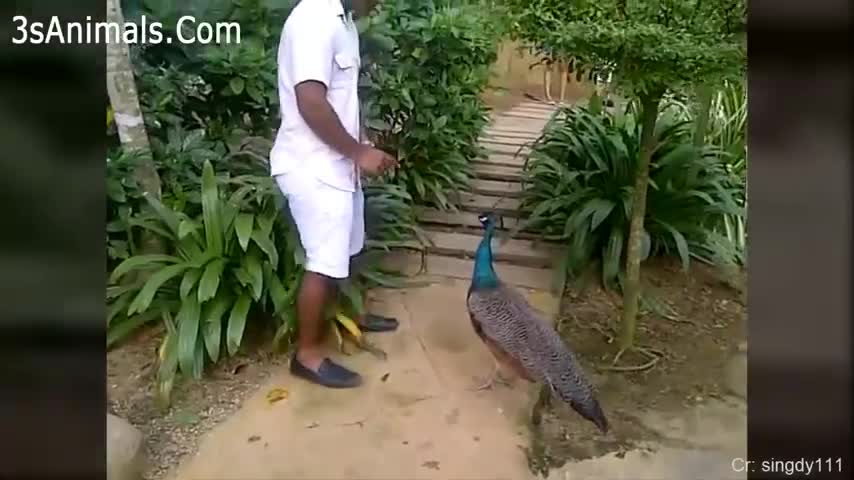 Funniest Animals Scaring People Reactions of 2020 Weekly Compilation Funny Pet Videos