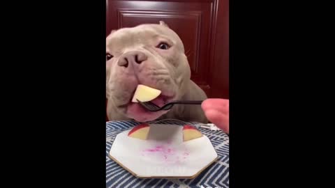 Try Not To Laugh - Dogs And Cats Reaction To Food, funy comedy cat