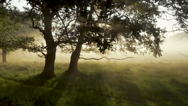 Morning beauty. Early morning forest