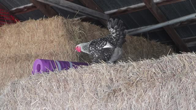 I think this Chicken wants to Learn YOGA!!!!!! lololololo