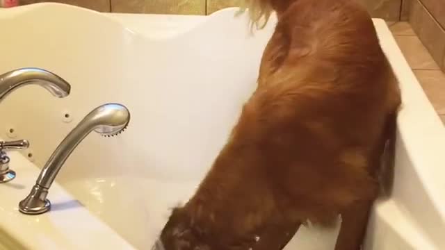 Labrador dog tries to dig hole in bathtub pink rubber duck