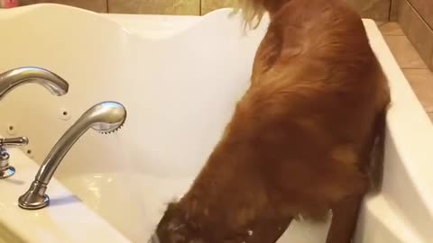 Labrador dog tries to dig hole in bathtub pink rubber duck